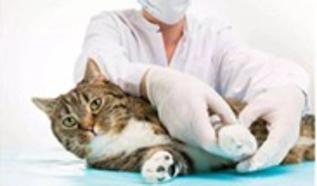 凍干珠小球在寵物體外診斷的應用